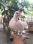 close-up photo of white chick standing on owner& x27;s hand, tame chicken