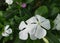 Close up photo of White colored of Catharanthus Roseus flower with Green leaves background