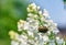 Close up photo of white lilac flowers with golden bug looking at nectar, blue spring skies as blurry background in a Swedish