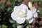 Close up photo of a white rose that`s just opened