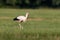 A close-up photo of a white stork hunting in a meadow.