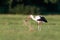 A close-up photo of a white stork hunting in a meadow.