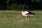 A close-up photo of a white stork hunting in a meadow.