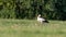 A close-up photo of a white stork hunting in a meadow.