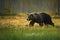 Close up photo of a wild, big Brown Bear, Ursus arctos, male in movement in flowering grass.