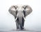 Close-up photo of a wild elephant, beautiful ivory, large ears, on a white background. For art texture, presentation design