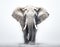 Close-up photo of a wild elephant, beautiful ivory, large ears, on a white background. For art texture, presentation design