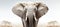 Close-up photo of a wild elephant, beautiful ivory, large ears, on a white background. For art texture, presentation design