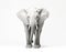 Close-up photo of a wild elephant, beautiful ivory, large ears, on a white background. For art texture, presentation design or web