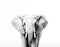 Close-up photo of a wild elephant, beautiful ivory, large ears, on a white background. For art texture, presentation design or web