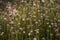 close up photo of wild grass flowers, beautiful.  selective focus.