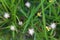 close up photo of wild grass flowers, beautiful.  selective focus.