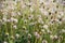 close up photo of wild grass flowers, beautiful.  selective focus.