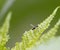 Close-up photo of winged insect carrying a water droplet