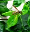 Close up photo of winged wasp on green leaf in the garden