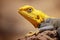 Close up photo of yellow and blue colored lizard, rock agama. It is wildlife photo of animal in Senegal, Africa. Agama posing on