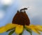 Close up photo of a yellow and brown wildflower with a wasp on top against a cloudy gray sky