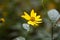 Close-up photo of yellow coreopsis autumnal flower