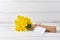 Close up photo of a yellow daffodils bouquet on white wooden background