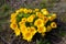 Close up photo of yellow spring flowers in grass. Adonis vernalis.