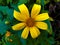 close up photo of yellow tithonia diversifolia flower