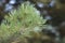 Close-up photo of a young branch of green pine. Blurred pine needles in the background.