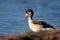 Close-up photo of a young common shelduck