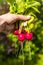 Close up photo of young farmer hand holding freshly picked bunch of radishes.Growing radish. Growing vegetables.Fresh