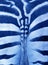 Close up photo of a zebra rear with part of the tail. Zebra ass print pattern background with bokeh made of Classic Blue 2020