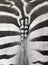 Close up photo of a zebra rear with part of the tail. Zebra print useful as a background or pattern