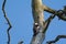 A close up photograph of the backside of a Great spotted woodpecker sitting on a branch of a grey dead tree. In hagaparken Solna S