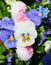 Close-up photograph of colorful pansies