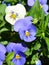 Close-up photograph of colorful pansies