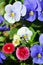 Close-up photograph of colorful pansies