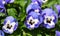 Close-up photograph of colorful pansies