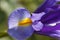 Close up photograph of delicate and fragile Purple Iris showing fine detail and vibrant colours.