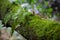 A close up photograph of a fern growing out of a mossy fallen tree branch in spring time in english woodlands