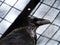 A close up photograph of a the head and upper body of a black beaked black feathered raven with a grid of fencing beyond