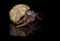 A close up photograph of a hermit crab emerging from the host sh