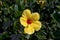 Close-up photograph of a hibiscus flower nuanced in yellow and red colors, in an outdoor garden