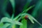 A close-up photograph, a ladybird crawling along the green grass. Background is blurred. A beautiful insect.