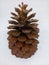 A Close Up Photograph of a Large Scots Pine Cone with a White Background