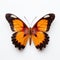 Close-up Photograph Of Orange And Black Butterfly On White Background