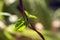 A close up photograph of a pair of leaves of Red Stem Malabar Spinach climber.