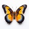 Close-up Photograph Of A Pinned Butterfly On White Background