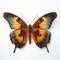 Close-up Photograph Of Pinned Butterfly On White Background