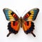 Close-up Photograph Of Pinned Orange And Blue Butterfly On White Background