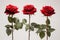 close up photograph of red roses