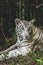 A close up photograph of a Royal, White Bengal Tiger