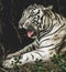 A close up photograph of a Royal, White Bengal Tiger